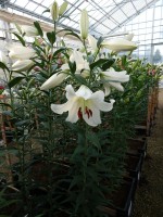 [5189 Forever VWS No02.JPG]